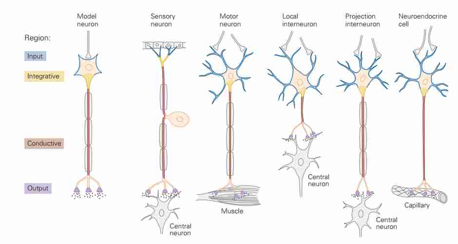 The Neuron-1704381047236 1